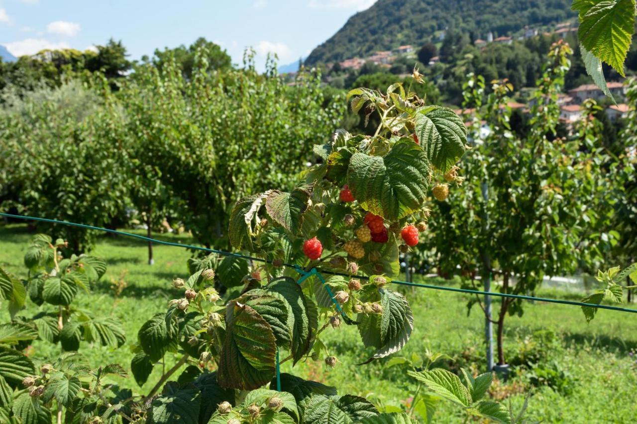 Agriturismo Il Colle Bellagio Exterior foto